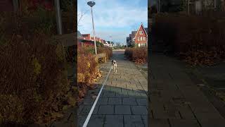 Blokje om in Moerkapelle 🐕 [upl. by Etnoed]