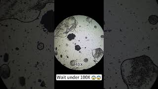 Makeup sponges at 400X magnification are really cool underthemicroscope beefcut scienceshorts [upl. by Grace830]