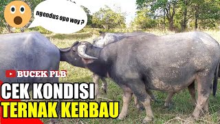 CEK KONDISI TERNAK KERBAU  kiat sukses ternak kerbau [upl. by Eenyaj767]