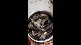 PreparingCleaning of FRESH Abalone [upl. by Zeeba]