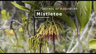 Secrets of Australian Mistletoe [upl. by Bela]