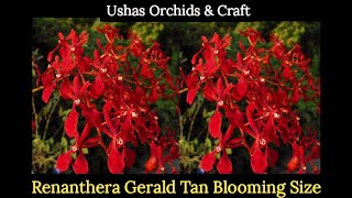 Renanthera Gerald Tan Blooming stage [upl. by Shandeigh958]