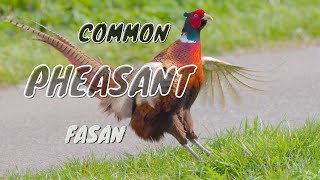 Common Pheasant Call birds birdsounds [upl. by Jarred]