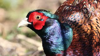 Common Pheasant Close Up amp Pheasant Facts [upl. by Ydnolem380]