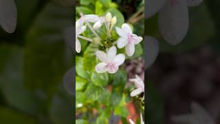 ചുട്ടിമുല്ല  Chuttimulla  false eranthemum  Pseuderanthemum malabaricum  shortsvideo shorts [upl. by Ahsaercal764]