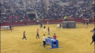 Toros corriendo y topando en Plaza de Valencia fallas tauromaquia [upl. by Nat]