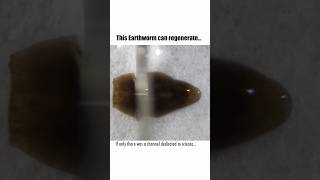 Why Earthworms Can Regenerate [upl. by Aratihc]