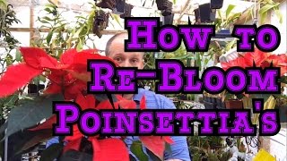 POINSETTIA CARE PT 2 HOW TO REBLOOM POINSETTIAS FOR NEXT WINTER amp 4 SEASONS OF CARE TIPS [upl. by Ael664]