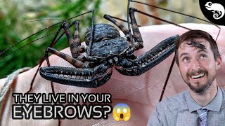 Arachnids  Everything You Want to Know and a Few Things You Dont [upl. by Ahtnammas676]