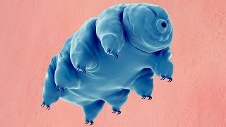 What Is A Water Bear [upl. by Ynttirb]