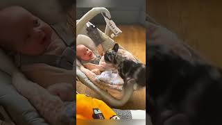 cat dog dogs cut cute love lovecats lovedogs funny virla viralvideo foryou foryoupage [upl. by Ogu329]