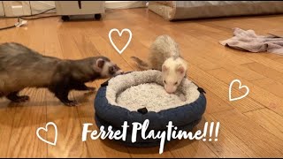 Ferrets Playing and Being Cuteeeee [upl. by Zosema]