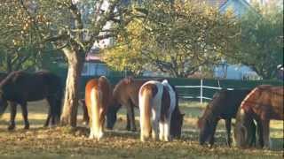 Eindrücke vom Islandpferdehof Ickelsbach  Hoftrailer 2 [upl. by Genia]