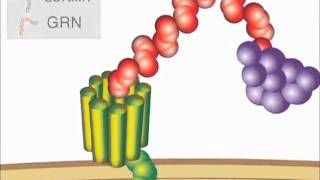 Sortilin Link to Dementia Pathophysiology [upl. by Perrie]