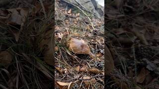 Porcini Pensieri e Crinali Il porcino sul crinale boletus porcini mushroom forest nature [upl. by Cloris492]