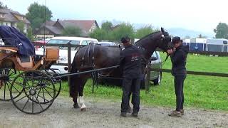 Kathriners Freiberger am Feldtest Ettiswil 2017 [upl. by Sivet392]