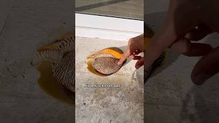 Buying MASSIVE Coconut Snail [upl. by Almeria]