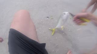 Jack Crevalle off the beach Clearwater [upl. by Chris]