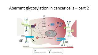 Glimpse of Aberrant Glycosylation in cancer cells Part2 Code 569 [upl. by Arhas]