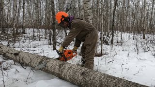 Cutting Logs For Log Furniture Long Winter at the Offgrid Homestead [upl. by Elatsyrc176]