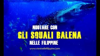 Nuotare con gli SQUALI BALENA nelle Filippine [upl. by Enitsirc]