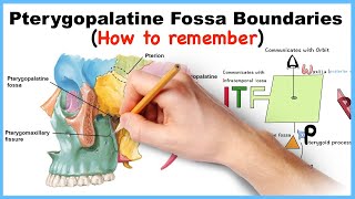 Pterygopalatine Fossa Boundaries Mnemonics How to remember [upl. by Natassia]