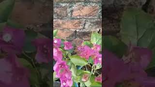 Bougainvilla taris in home garden  Natural beauty shrots like subscribe [upl. by Akimak301]