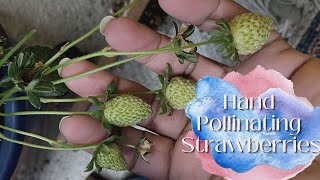 How to Hand Pollinate Strawberries [upl. by Remmus]