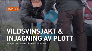 Vildsvinsjakt amp injagning av plott [upl. by Ellyn27]