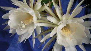 Epiphyllum Timelapse 102910 quotNight Blooming Cereusquot [upl. by Ellenid]