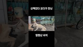 산책갔다 오다가 엄청난 녀석을 만난토니푸들 스탠다드푸들 유기견 유기견입양 댕댕이 댕댕이산책 푸들은사랑입니다 푸들키우기 입양 댕댕이 댕댕이산책 스탠다드푸들 [upl. by Leirvag]