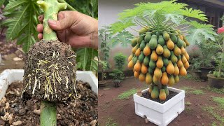 How to grow down super dwarf papaya trees in pots [upl. by Vandervelde]