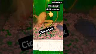 Cichlid tankcichlid aquarium fish shorts subscribe [upl. by Kelton]