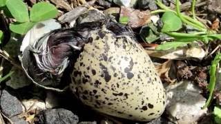 Birth of a Killdeer [upl. by Anohsal988]