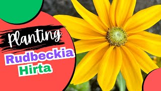 Planting Rudbeckia Hirta BlackEyed Susan Variety [upl. by Elaweda]