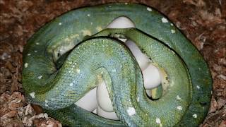 Green Tree Python  Breeding  OUR JOURNEY PART 2 [upl. by Omrellug210]