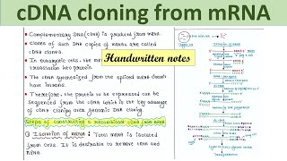 Construction of recombinant cDNA from mRNA  Steps [upl. by Marylin223]