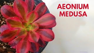 aeonium medusa cuidados donsuculento [upl. by Acessej]