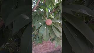 agriculture Sapodilla tree [upl. by Sergio743]