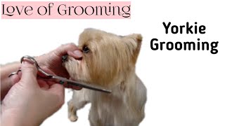 Grooming a Pet Yorkies Head [upl. by Leola]