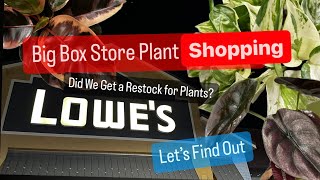 Big Box Store Houseplants Shopping Lowes Restock Costa Farms Hanging Baskets Indoor Plants Shopping [upl. by Niuqram]