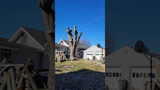 Cutting Down a Hollow Maple Tree [upl. by Jarnagin69]