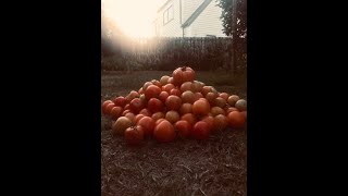 Money Maker Tomatoes  Review for summer 2021  Project Food Garden [upl. by Ennail]