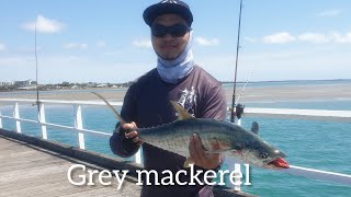 Hervey Bay Fishing Urangan Pier  Grey Mackerel 3kg [upl. by Drwde]