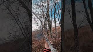 Easiest pheasant hunt ever pheasants pheasanthunting benelli wisconsin huntingseason [upl. by Introc]