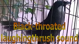 Blackthroated laughingthrush sound 13 [upl. by Esertap]