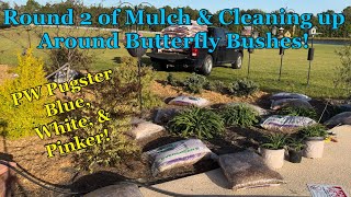 More Mulching amp Cleaning Up Proven Winners Pugster Butterfly Bushes [upl. by Galvan]