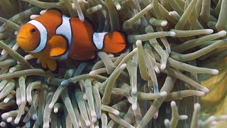 NeverBeforeSeen Footage of Clownfish Hatching [upl. by Murdocca59]