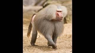 Hamadryas Baboon Sound Effects 🐒 🔊 [upl. by Andris854]