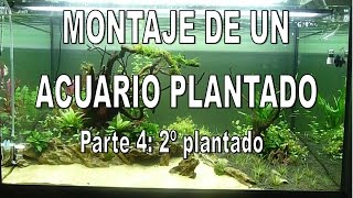 Evolucion de un acuario plantado parte 4 2º Plantado [upl. by Ellehsem]